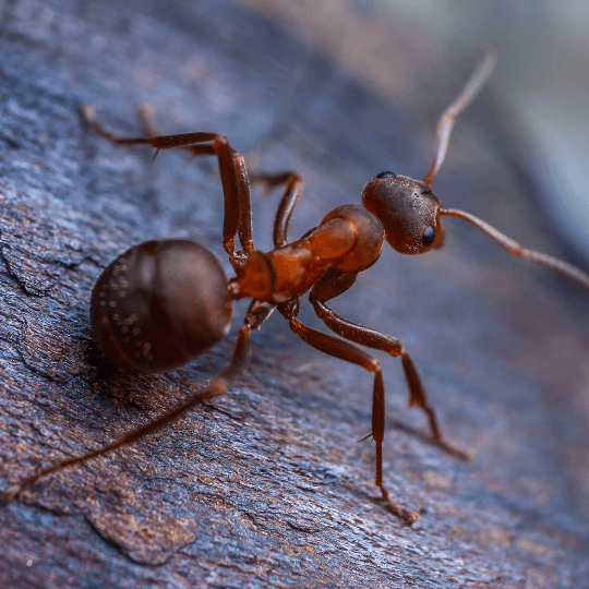 comment éloigner les fourmis
