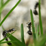 comment se débarrasser des fourmis dans le jardin