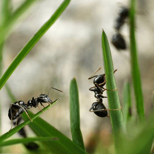 Mites alimentaires : Comment les vaincre ?