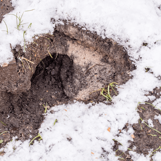 trou de rat dans le jardin