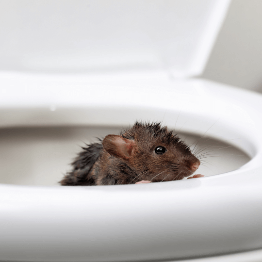 rat dans les toilettes