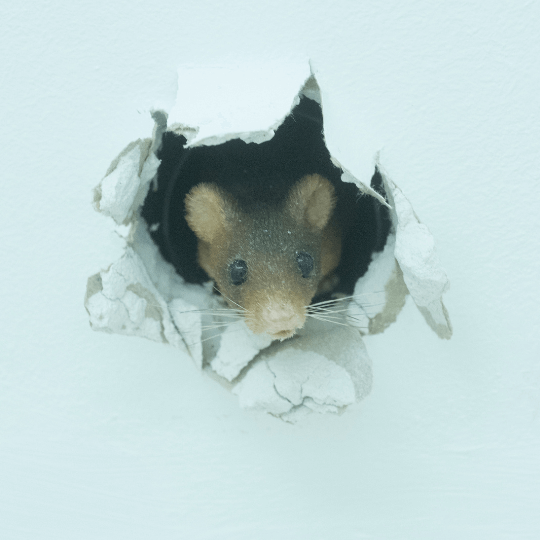 souris dans les murs risques