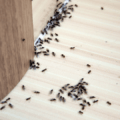 comment se débarrasser des fourmis