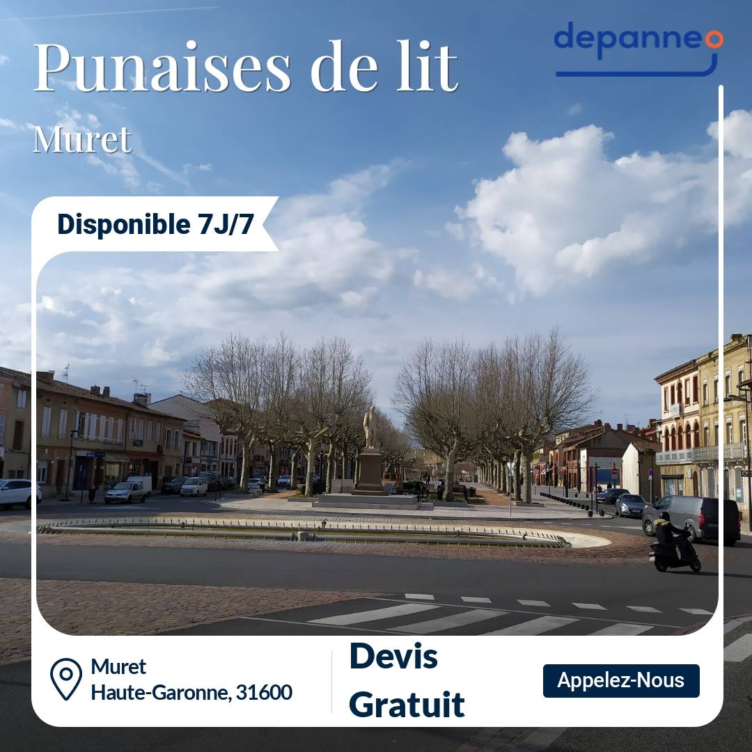punaise de lit Muret