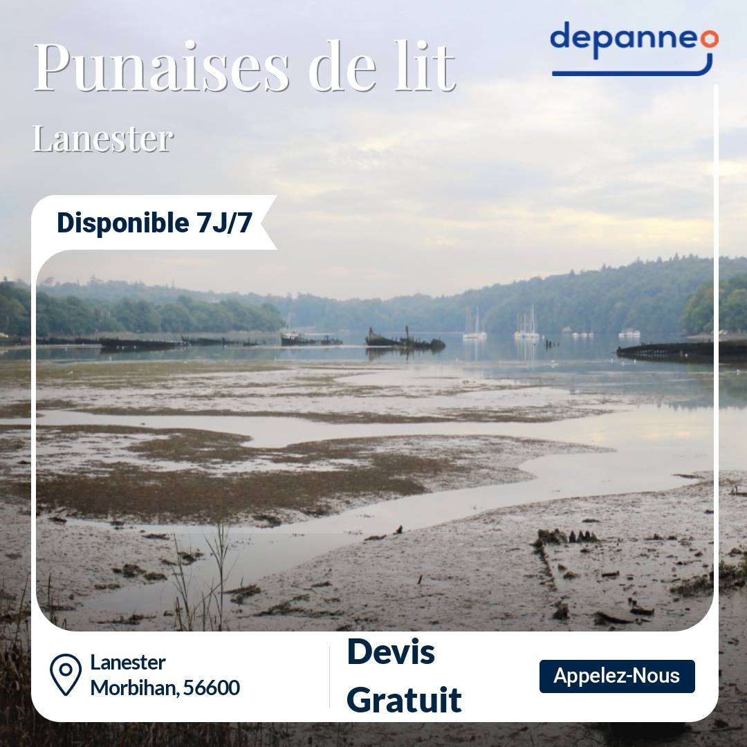 punaise de lit Lanester