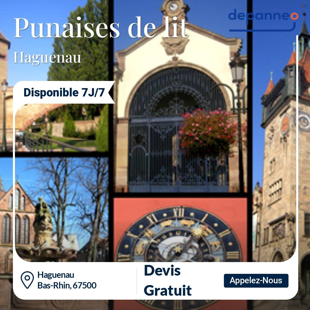 punaise de lit Haguenau